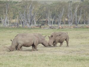 Lake Nakuru Safari with Accommodation: The Complete 2026 Lake Nakuru Safari with Accommodation: The Complete 2026