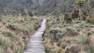 Rwenzori Trekking Cost 2026: Complete Price Guide Rwenzori Trekking Cost 2026: Complete Price Guide