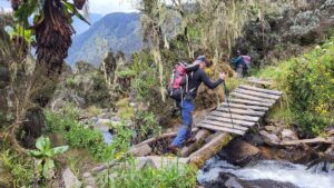 Best Rwenzori Trekking Packages 2026: The Conclusive Guide Best Rwenzori Trekking Packages 2026: The Conclusive Guide
