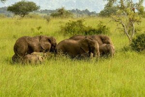 Kidepo Valley National Park Safari Packages: The Ultimate Kidepo Valley National Park Safari Packages: The Ultimate