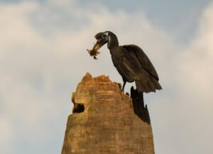 Kidepo Valley National Park Safari Packages: The Ultimate Kidepo Valley National Park Safari Packages: The Ultimate