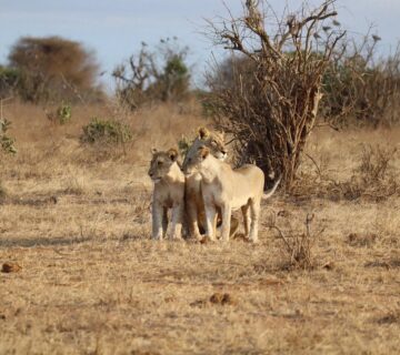 Mombasa Safari Packages: The Ultimate Guide to Kenya