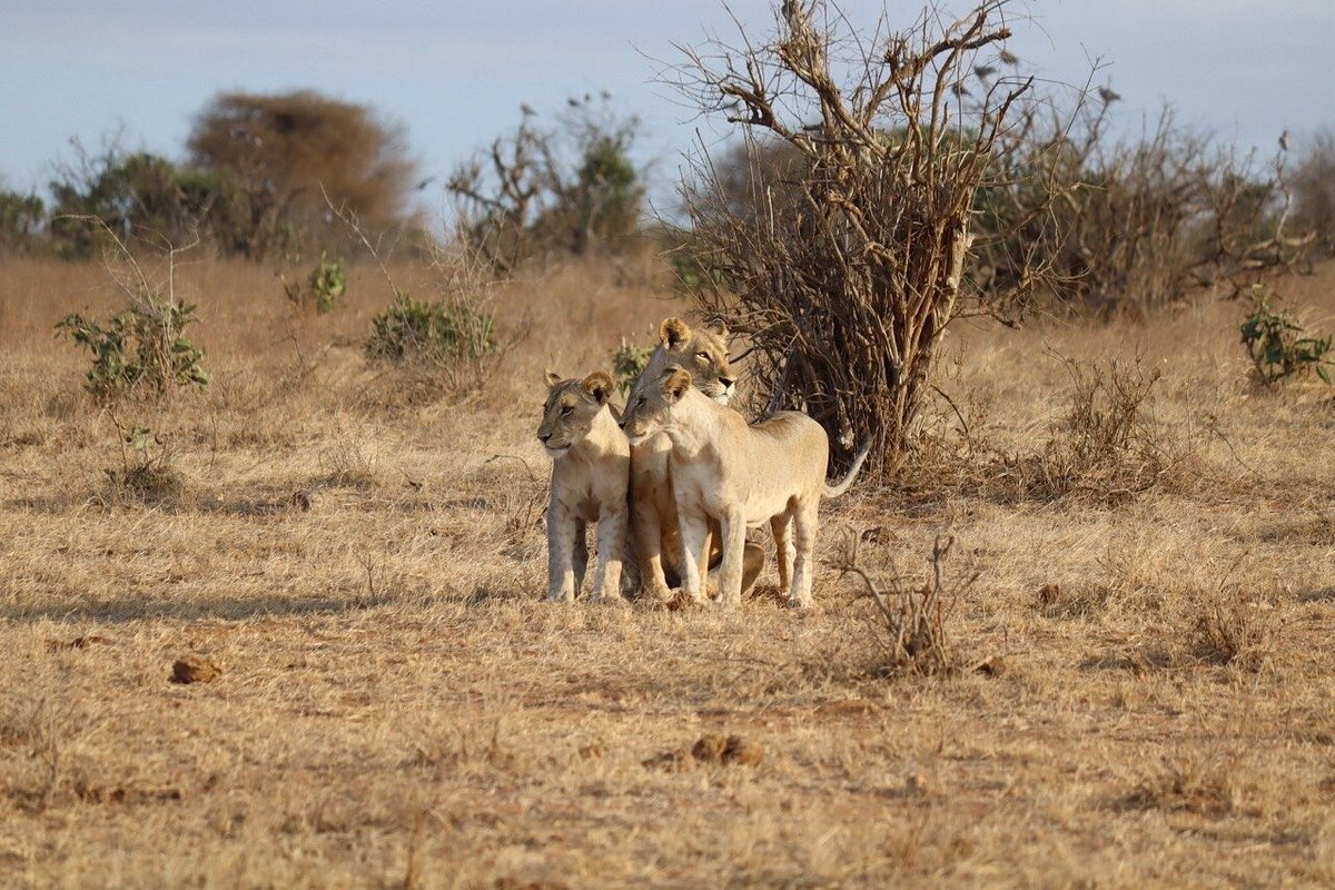 Mombasa Safari Packages: The Ultimate Guide to Kenya