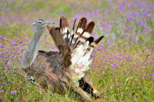 Ngorongoro Crater Budget Safari: How to Experience Tanzania Ngorongoro Crater Budget Safari: How to Experience Tanzania
