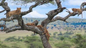 Luxury Lake Manyara Safari: The Ultimate High-End Wildlife Luxury Lake Manyara Safari: The Ultimate High-End Wildlife
