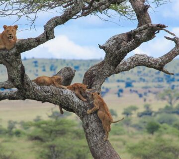 Lake Manyara Safari Cost: Complete 2026 Price Guide