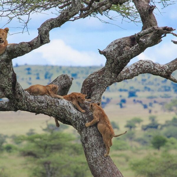 gorilla trekking Lake Manyara Safari Cost: Complete 2026 Price Guide