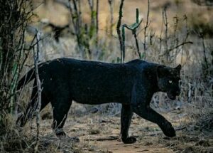 Lake Nakuru Safari Packages: The Complete Guide to the Best Lake Nakuru Safari Packages: The Complete Guide to the Best