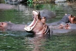 Lake Nakuru Safari Packages: The Complete Guide to the Best Lake Nakuru Safari Packages: The Complete Guide to the Best