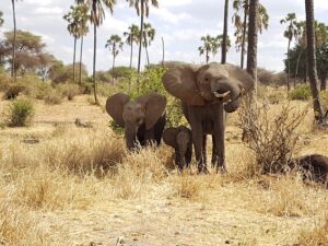Tarangire Safari Packages: The Perfect Guide to Tanzania Tarangire Safari Packages: The Perfect Guide to Tanzania