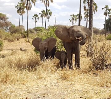 Tarangire vs Serengeti: Which Tanzania Safari Destination Is Best for Your Dream African Adventure?