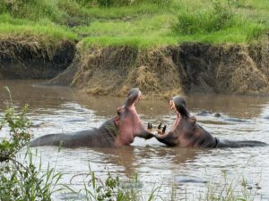 Ngorongoro Crater Safari from Arusha: The Best Guide Ngorongoro Crater Safari from Arusha: The Best Guide