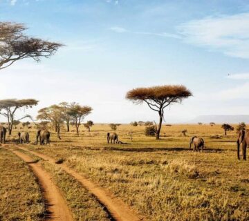 Serengeti Safari and Zanzibar Holiday: The Ultimate