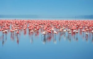 Serengeti Safari and Zanzibar Holiday: The Ultimate