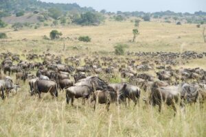 Fly-In Safari &Zanzibar Package: The Ultimate Luxury Fly-In Safari &Zanzibar Package: The Ultimate Luxury