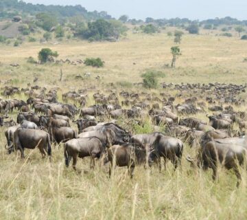 Fly In Masai Mara Safari: The Ultimate Luxury Shortcut