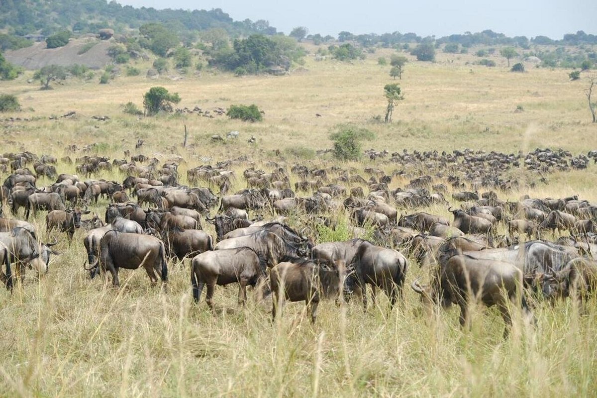 Fly-In Masai Mara Safari: The Ultimate Luxury Shortcut Fly In Masai Mara Safari: The Ultimate Luxury Shortcut