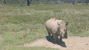 Lake Nakuru Rhino Safari: The Conclusive Guide to Kenya Lake Nakuru Rhino Safari: The Conclusive Guide to Kenya