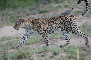 Fly-In Safari Murchison Falls: The Ultimate Luxury Uganda Fly-In Safari Murchison Falls: The Ultimate Luxury Uganda