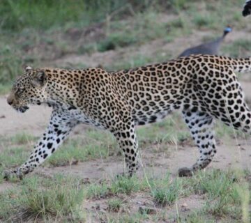 Fly In Masai Mara Safari: The Ultimate Luxury Shortcut