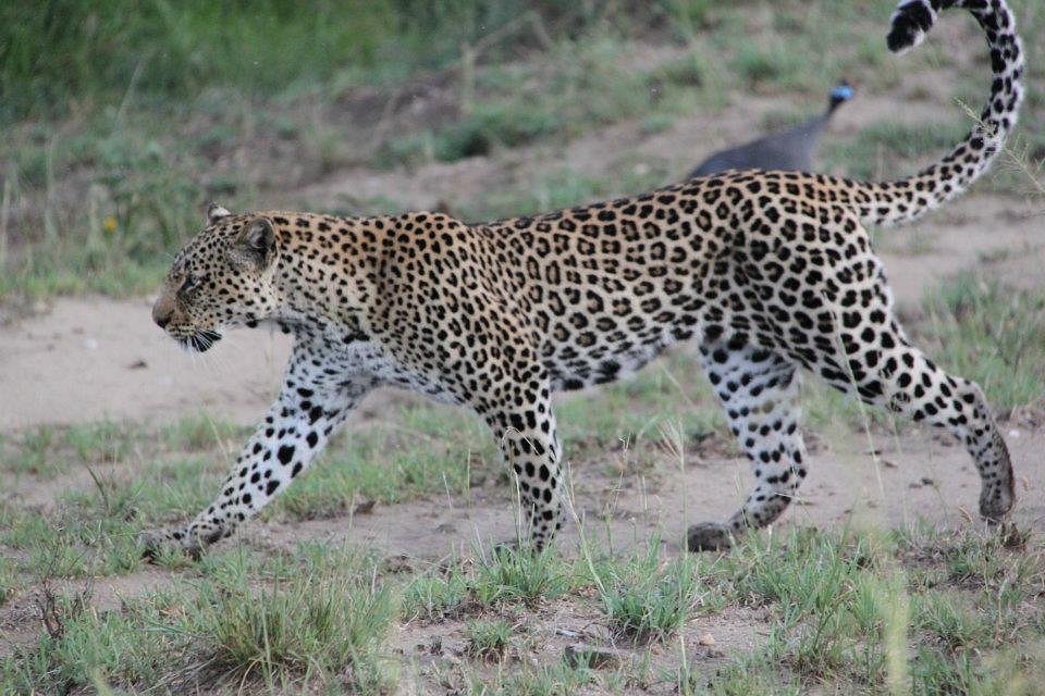 Custom Murchison Falls Itinerary: Design Your Perfect Fly In Masai Mara Safari: The Ultimate Luxury Shortcut