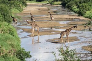 Tarangire Safari Packages: The Perfect Guide to Tanzania Tarangire Safari Packages: The Perfect Guide to Tanzania