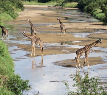 Tarangire Safari Booking Online: The Complete Guide