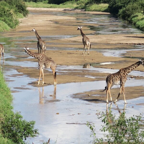 gorilla trekking Tarangire Safari Booking Online: The Complete Guide