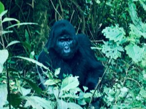Top Gorilla Tour Deals: The Ultimate Guide to Luxury