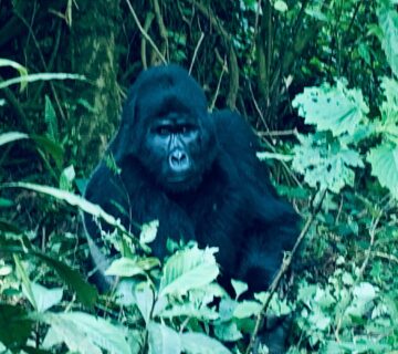 Mountain Gorilla Family