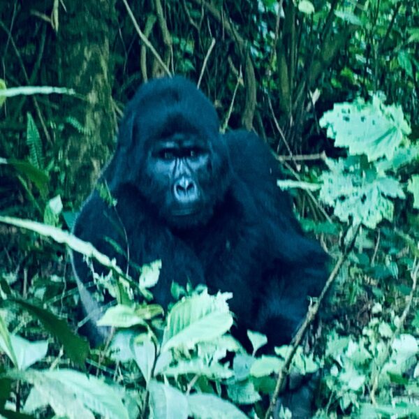 Top Gorilla Tour Deals: The Ultimate Guide to Luxury Mountain Gorilla Family