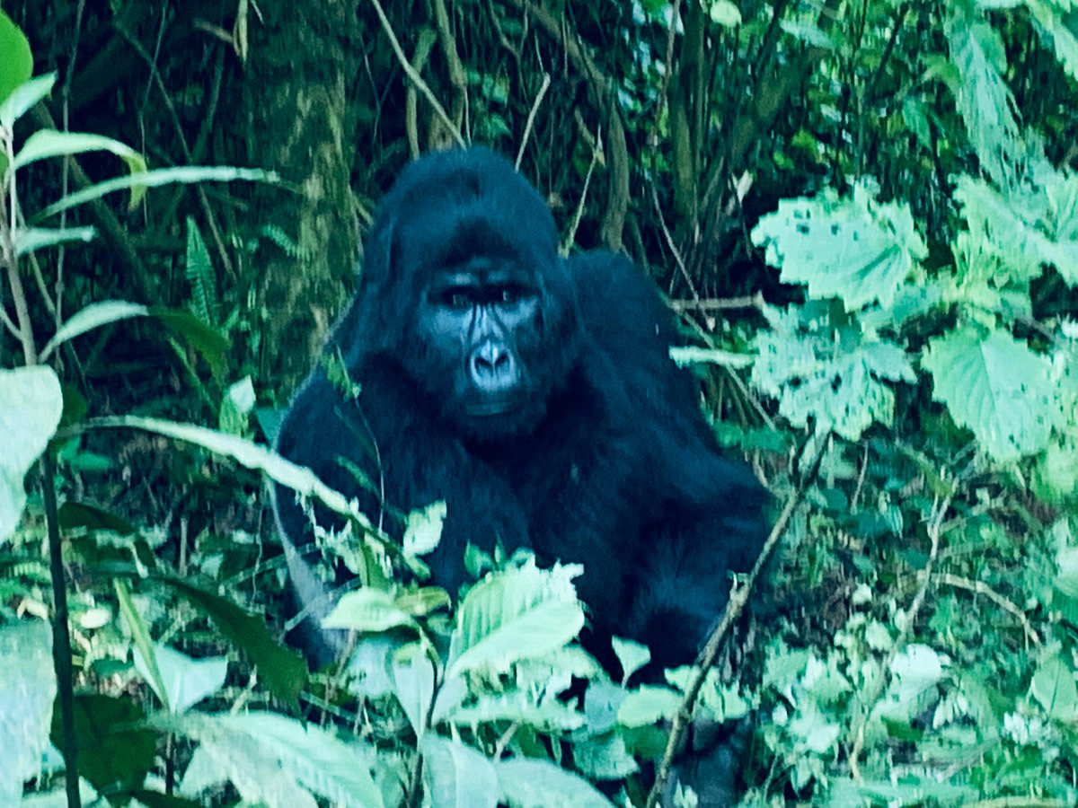 Mountain Gorilla Family Mountain Gorilla Family