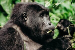 Reservations for Gorilla Trekking Summer Deals: Reservations for Gorilla Trekking Summer Deals: