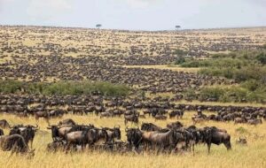 Great Migration Safari Package: The Ultimate Guide Great Migration Safari Package: The Ultimate Guide