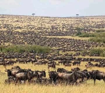 Great Migration Safari Package: The Ultimate Guide