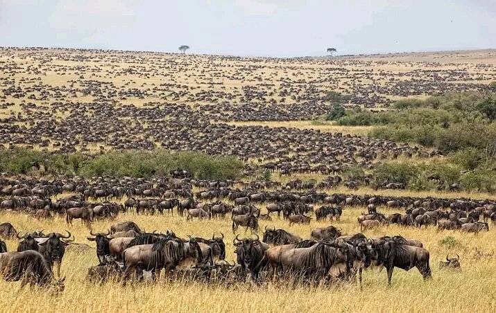 Family Safari & Zanzibar Package: The Ultimate Tanzania Great Migration Safari Package: The Ultimate Guide