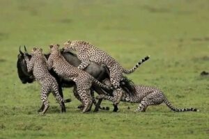 Private Masai Mara Safari Packages: The Ultimate Guide