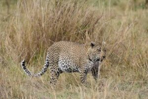 All Inclusive Safari and Zanzibar Holiday: The Ultimate All Inclusive Safari and Zanzibar Holiday: The Ultimate