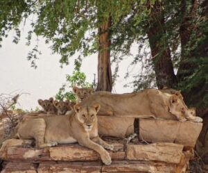 Tsavo East Safari from Mombasa: The Ultimate Wildlife Tsavo East Safari from Mombasa: The Ultimate Wildlife