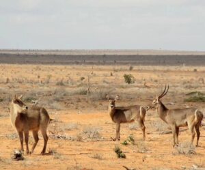 Tsavo East Safari from Mombasa: The Ultimate Wildlife Tsavo East Safari from Mombasa: The Ultimate Wildlife