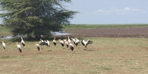 Ngorongoro Crater Safari for Families: The Ultimate Ngorongoro Crater Safari for Families: The Ultimate