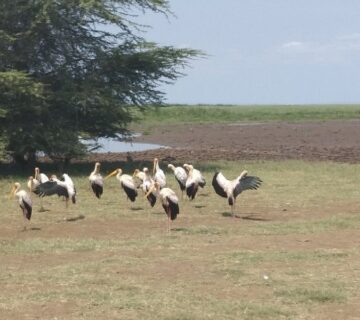 Ngorongoro Crater Safari Cost Per Person: Complete 2026