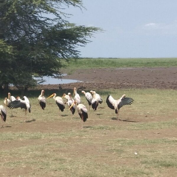 Ngorongoro Crater Safari Cost Per Person: Complete 2026