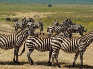 Ngorongoro Crater Safari in Dry Season: Why June to October Ngorongoro Crater Safari in Dry Season: Why June to October