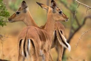 Last Minute Murchison Falls Safari: The Ultimate Guide Last Minute Murchison Falls Safari: The Ultimate Guide