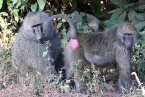 Lake Manyara Safari Cost: Complete 2026 Price Guide Lake Manyara Safari Cost: Complete 2026 Price Guide