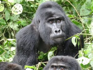 Book Bwindi Gorilla Trekking Permit: The Complete Guide