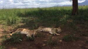 Kidepo Valley National Park Safari Packages: The Ultimate Kidepo Valley National Park Safari Packages: The Ultimate
