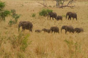 Book Kidepo Safari Online: The Best 2026 Guide Book Kidepo Safari Online: The Best 2026 Guide