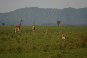 Book Kidepo Safari Online: The Best 2026 Guide Book Kidepo Safari Online: The Best 2026 Guide